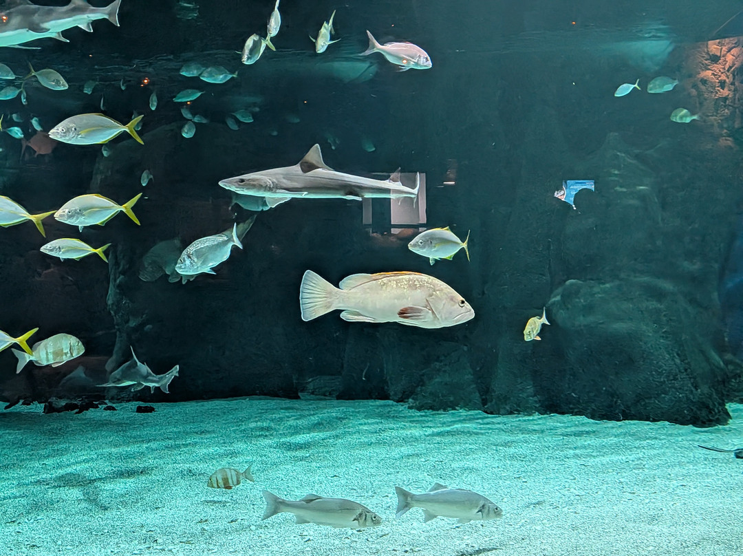 Lanzarote Aquarium-科斯塔特吉塞必去景点
