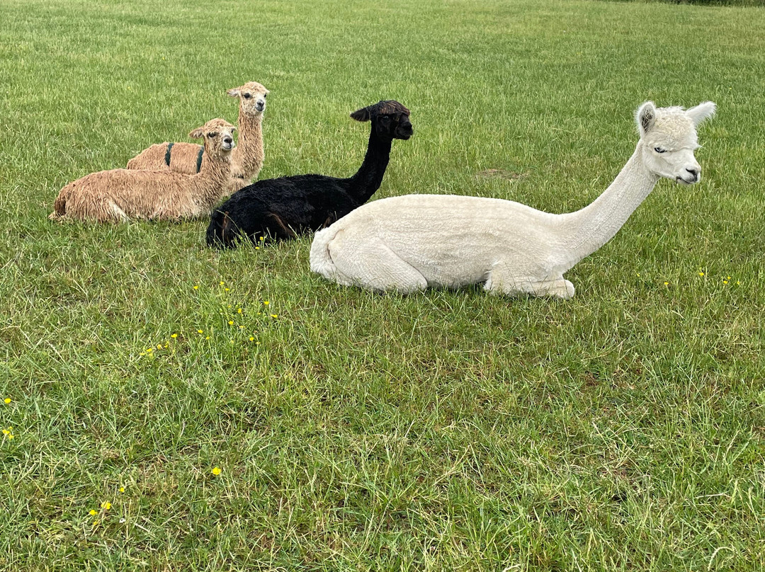 Cotswold Vale Alpacas-伊夫舍姆必去景点