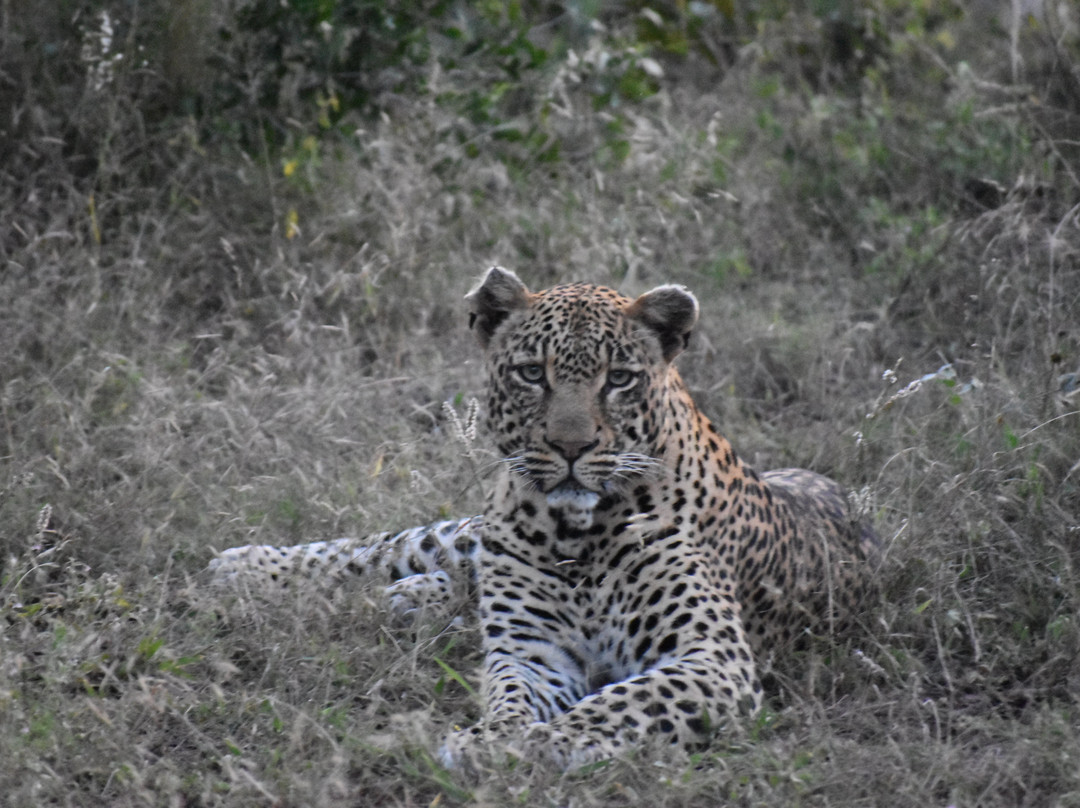 Rhino Africa Safaris-开普敦中心区必去景点