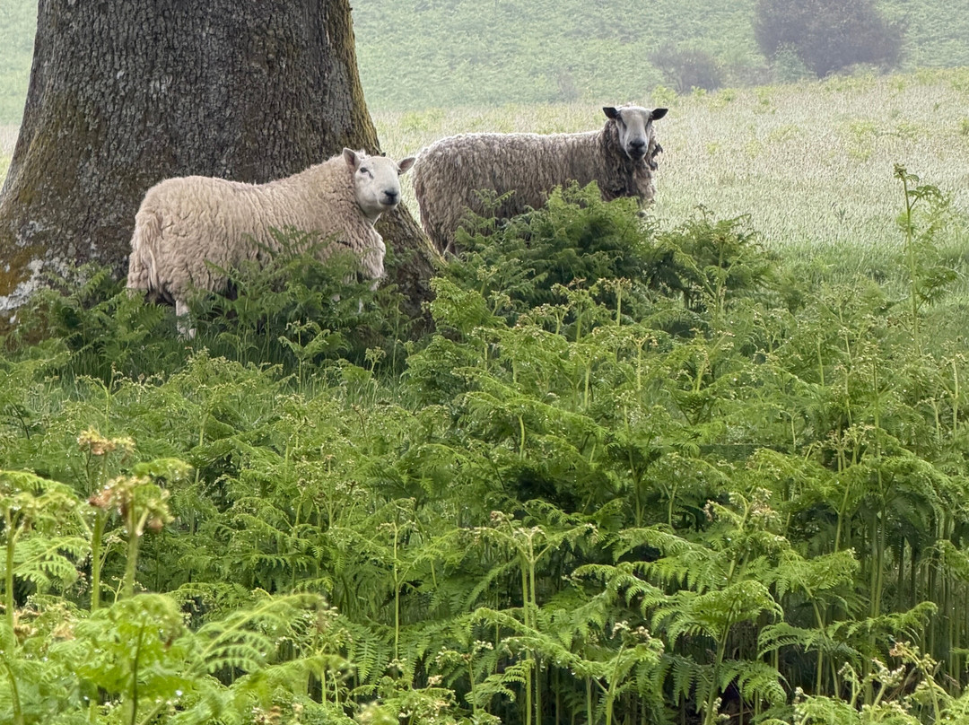 Nether Glenny Farm - Coos and Views-斯特灵必去景点