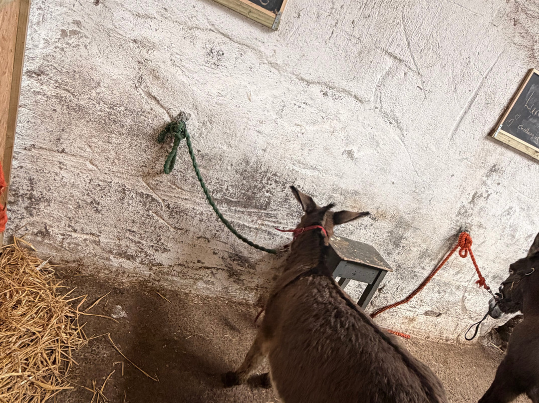 Kinedale Donkeys-Ballynahinch必去景点
