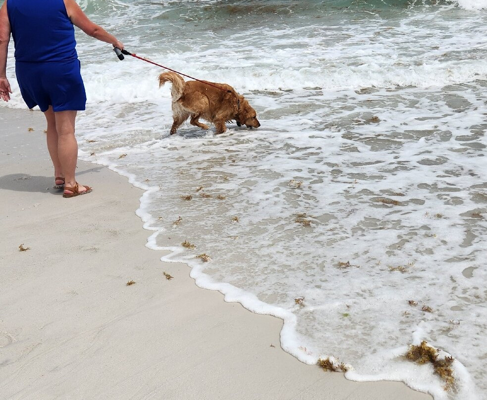 Pensacola Beach East Dog Park-彭萨科拉海滩必去景点