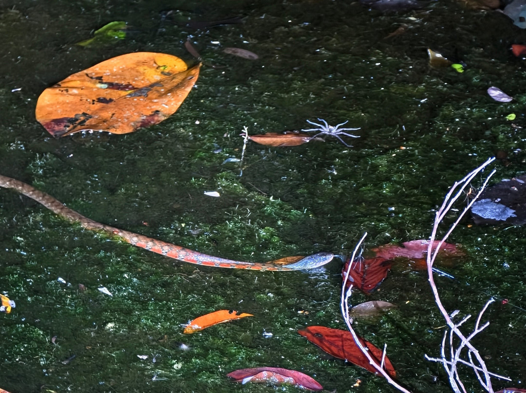 1StopBorneo Wildlife-斗湖必去景点