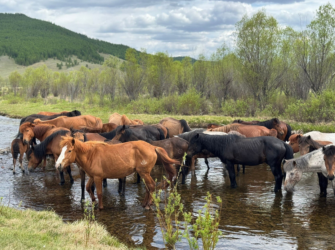 Fat Horse Mongolia-Darhan必去景点