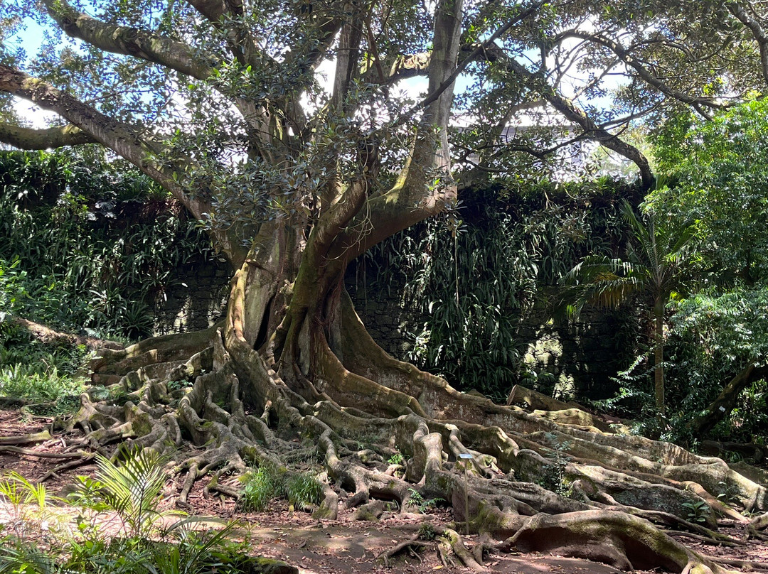 Jose do Canto Botanical Garden-蓬塔德尔加达必去景点