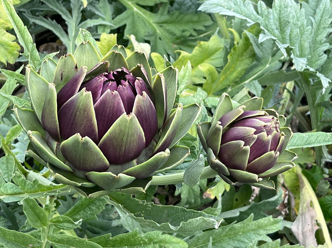 Sissinghurst Castle Garden-Sissinghurst必去景点