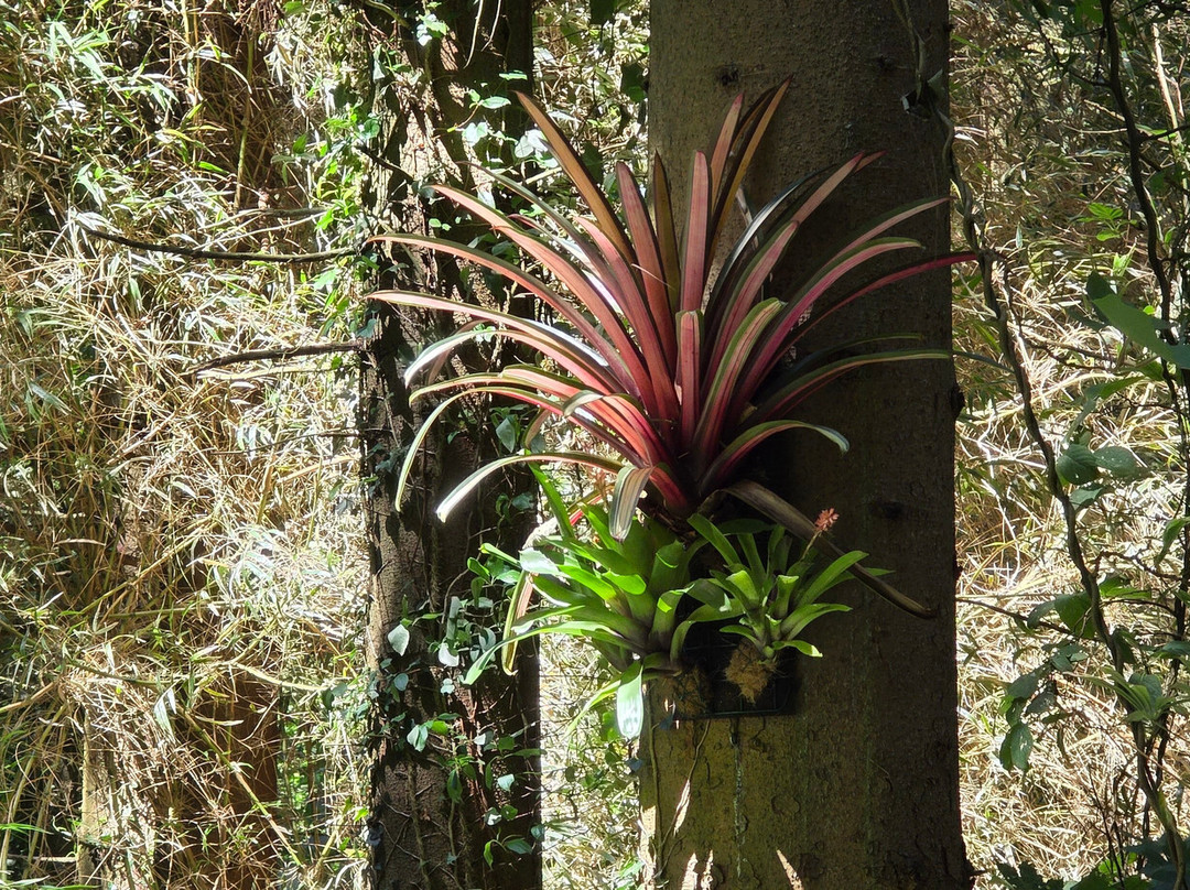 Jungle Garden-Eu必去景点