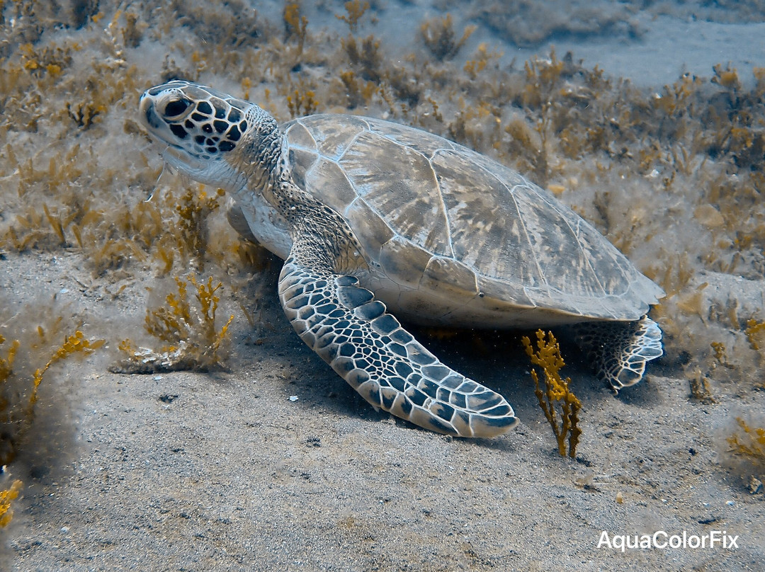Sea Saba Dive Center-Windwardside必去景点