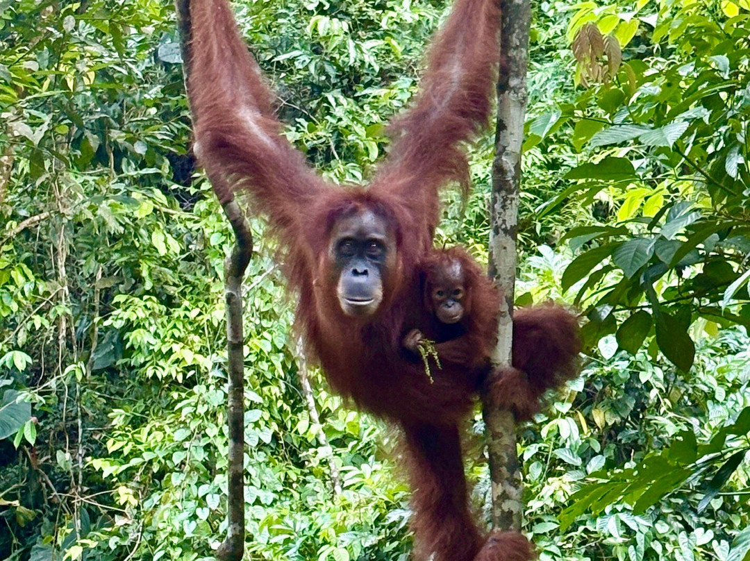 Bukit Lawang Jungle Trekking-武吉拉旺必去景点