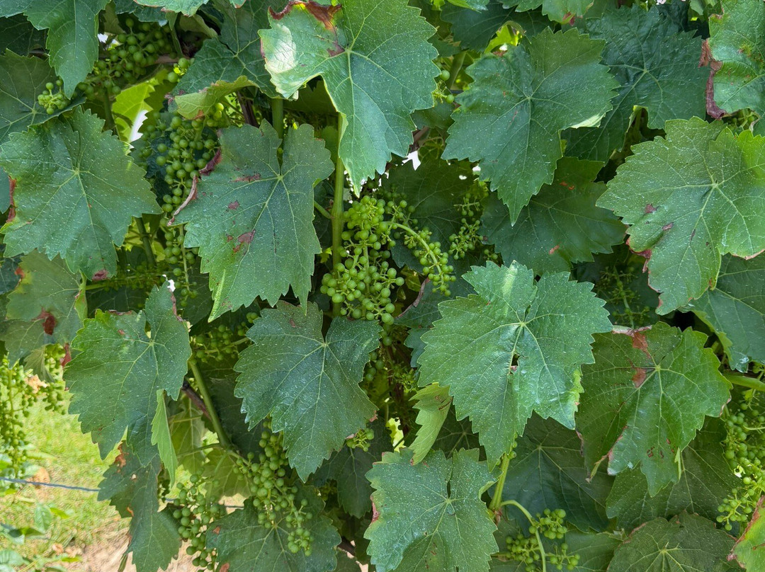 Pillitteri Estates Winery-滨湖尼亚加拉必去景点