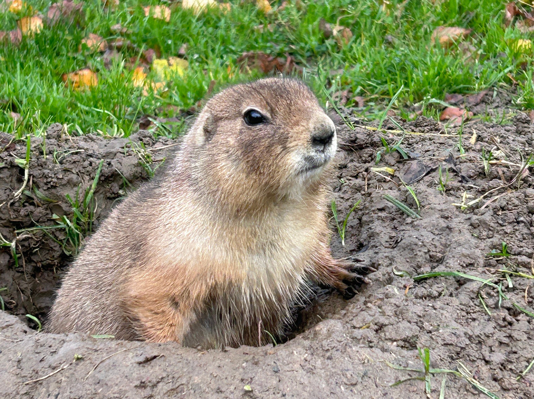 Tierpark Wismar-维斯马必去景点