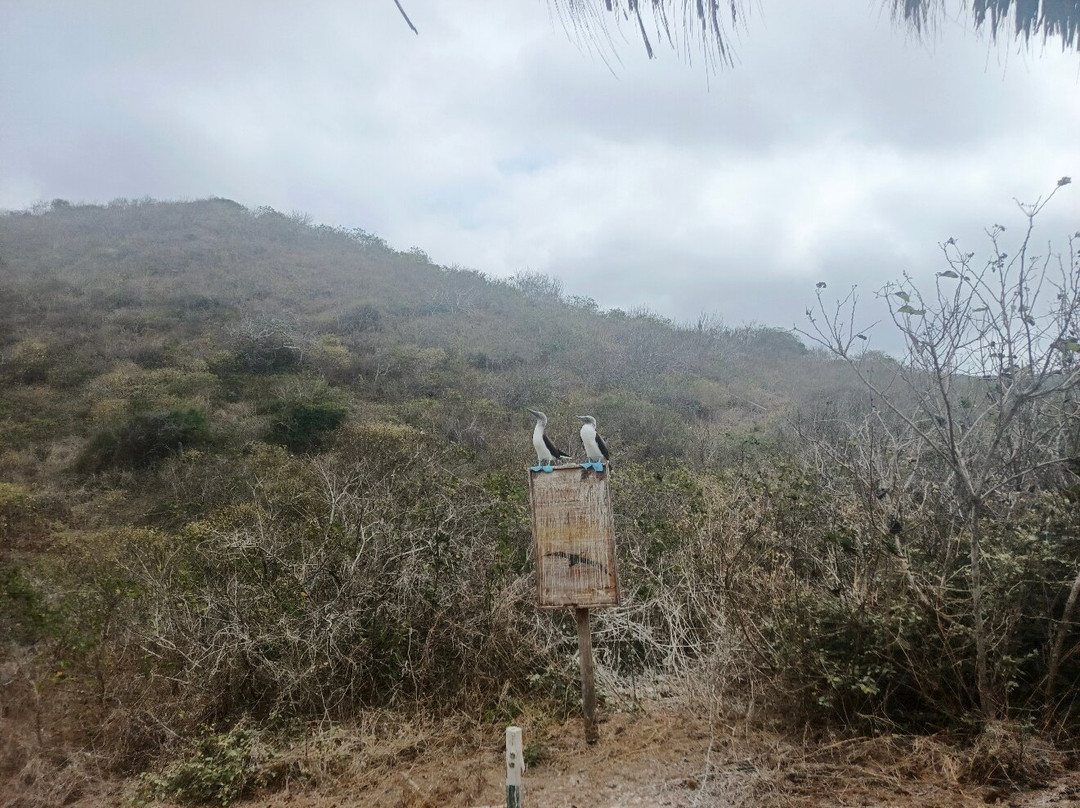 Isla de la Plata-Puerto Lopez必去景点