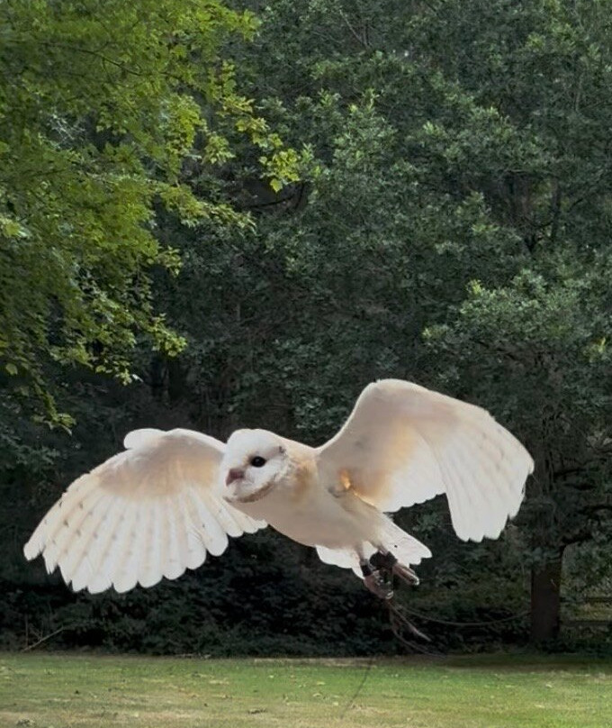 Mercer Falconry Raptor Park-Farnsfield必去景点