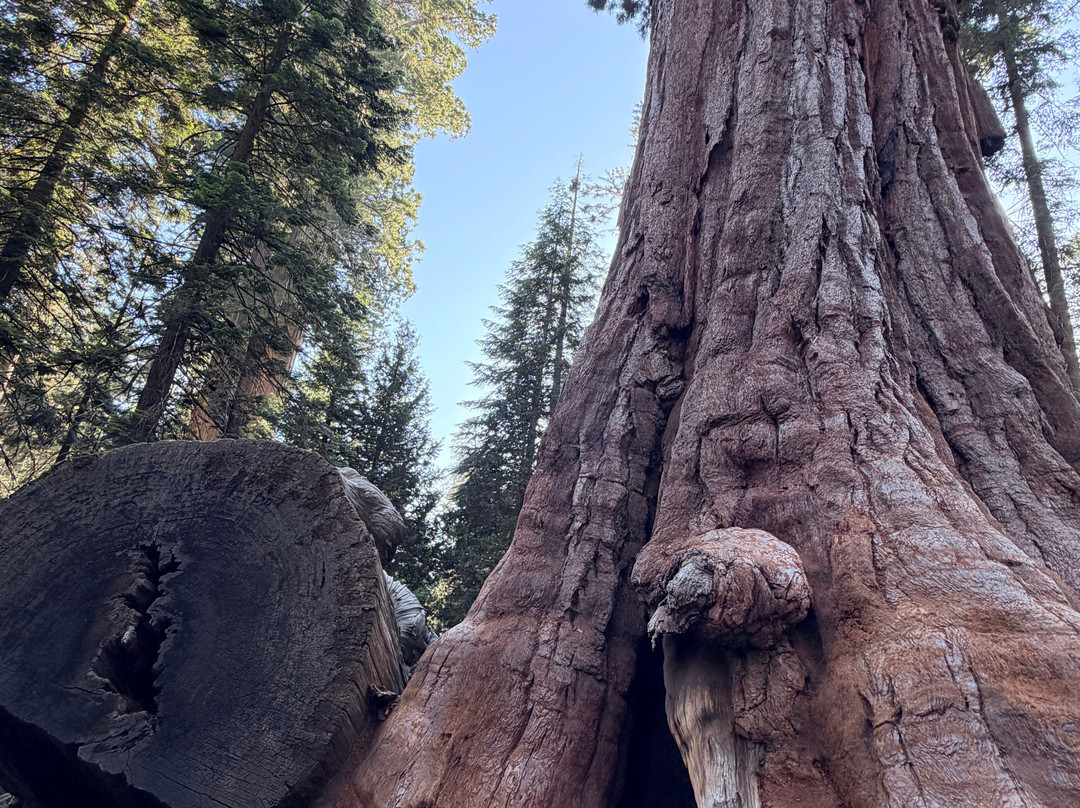 General Grant Tree Trail-红杉&国王峡谷国家公园必去景点