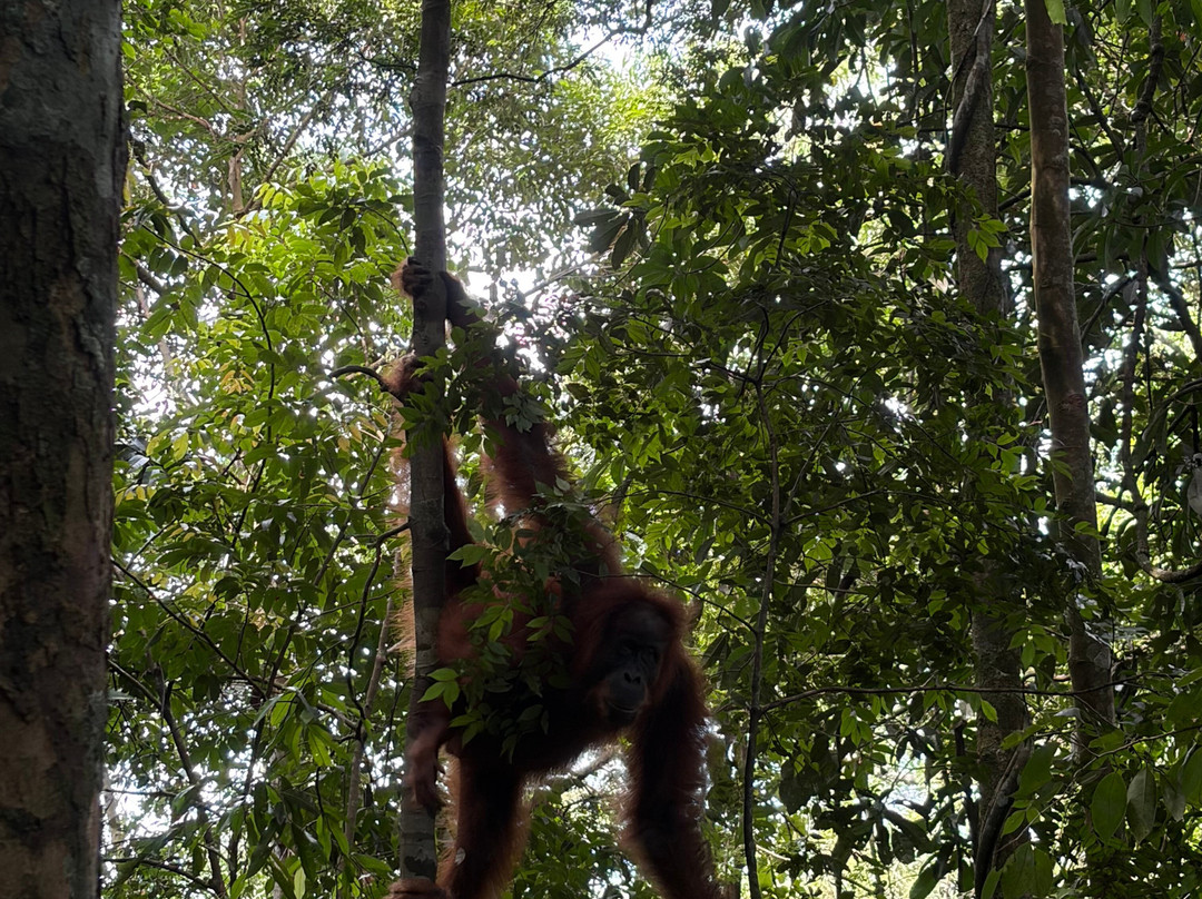 Sumatra Orangutan Tours-武吉拉旺必去景点