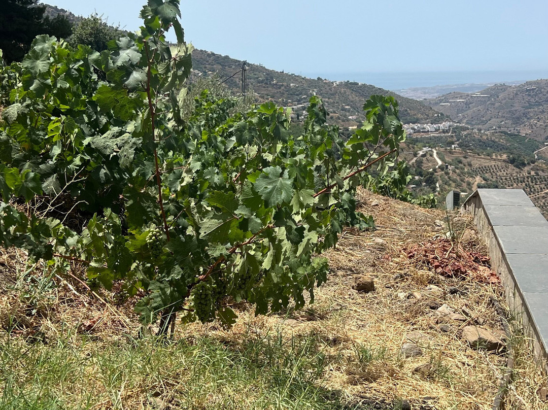 Bodegas Bentomiz-Sayalonga必去景点