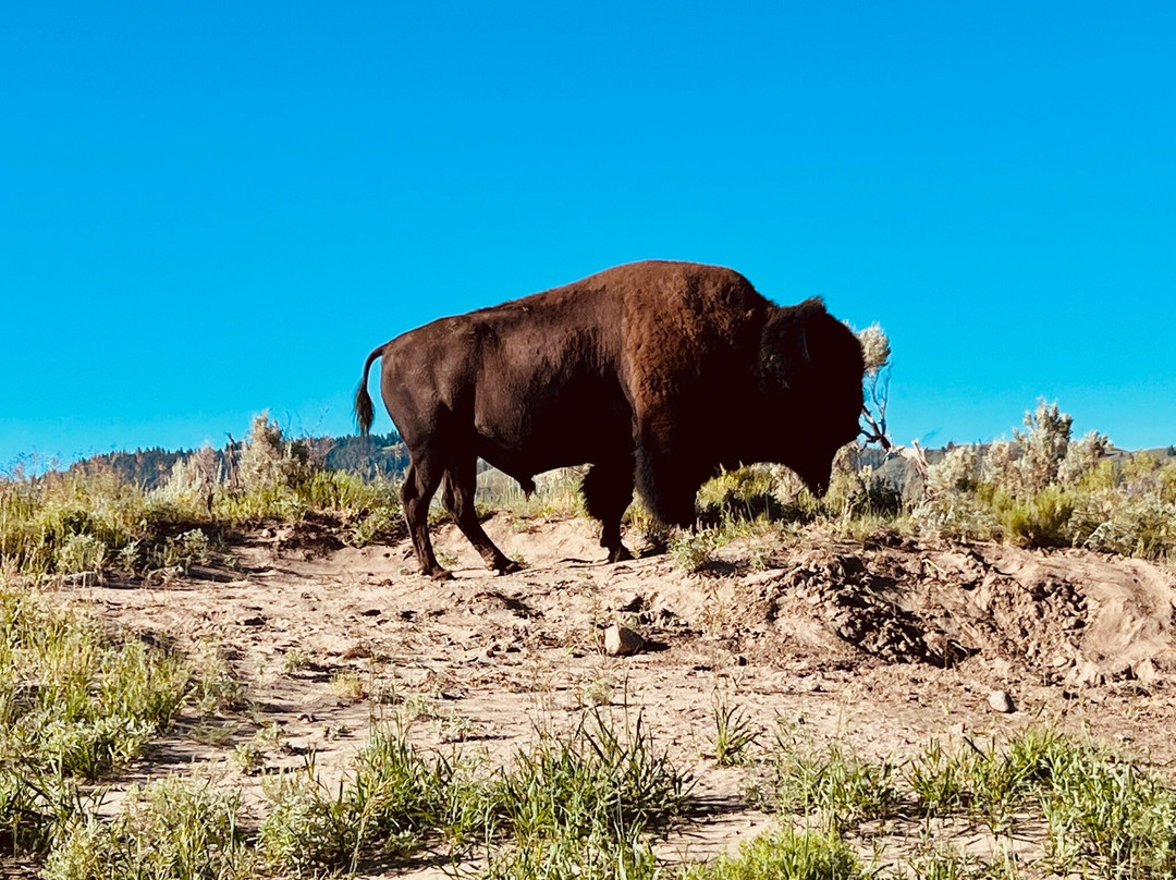Yellowstone Wild-加德纳必去景点