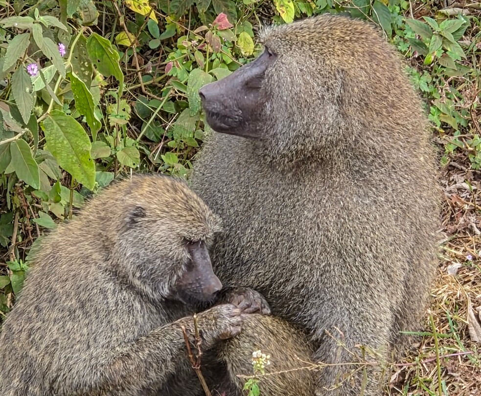 Tanzania Pure Nature and Travel-莫西必去景点