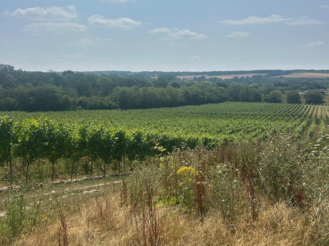 Wildshark Vineyard-Harrietsham必去景点