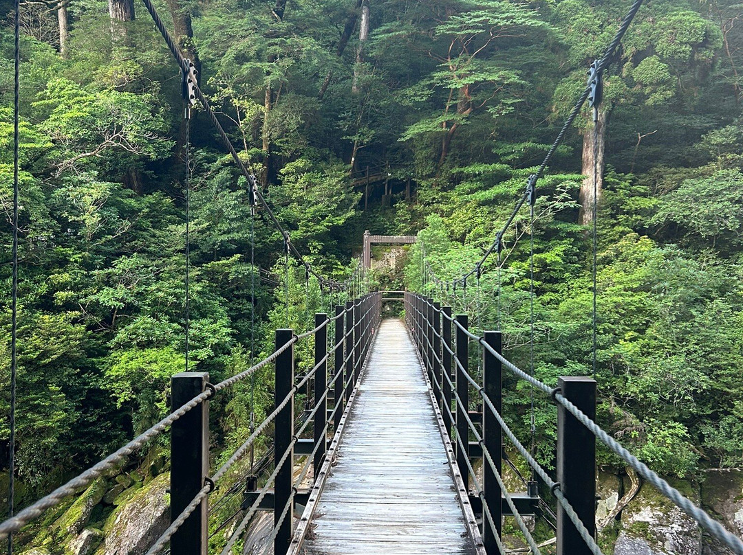 Yakusugi Land-屋久岛町必去景点
