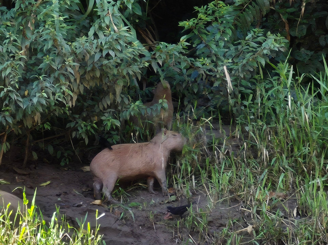 Finca Sachavacayoc lodge主图