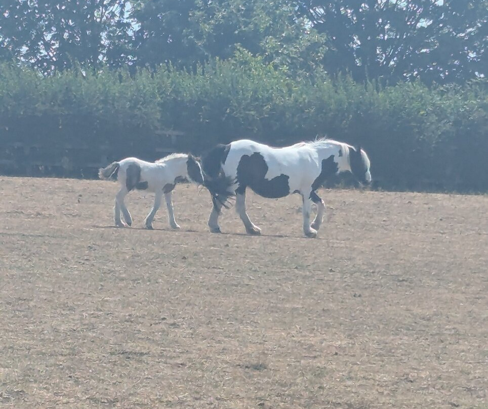 World Horse Welfare - Glenda Spooner Farm-Somerton必去景点