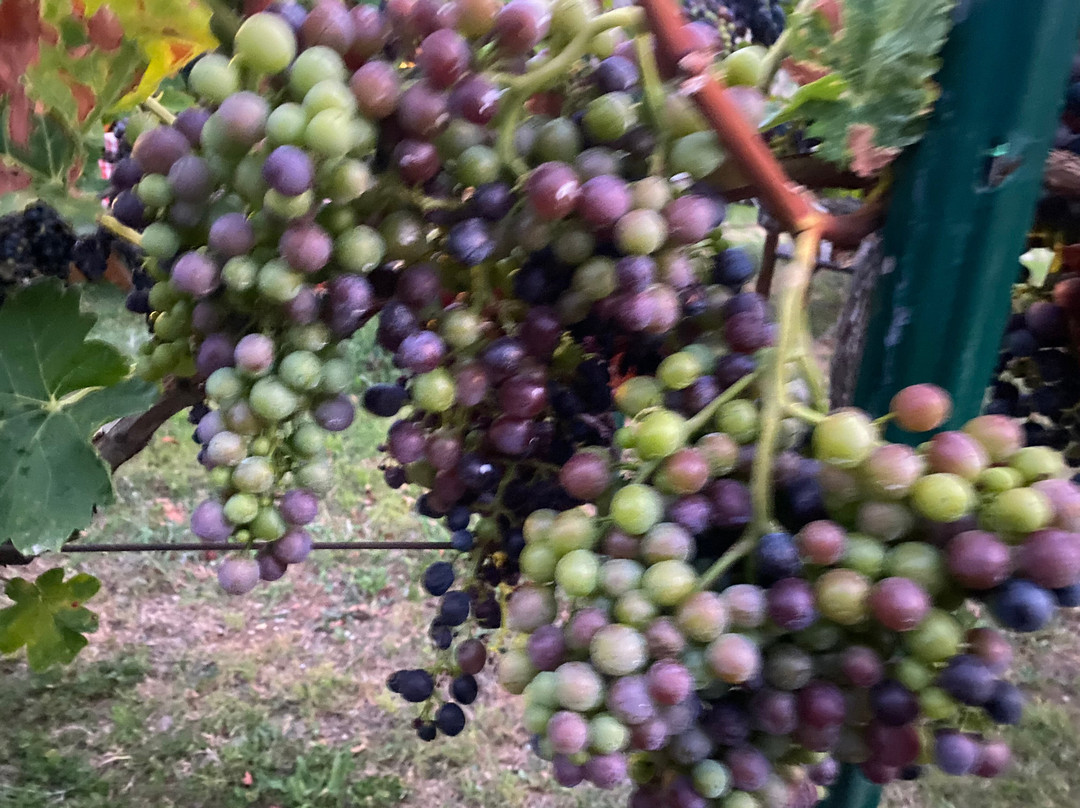 Winery TRADICIJA-Godinje必去景点