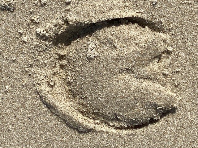 Carova Beach-Carova必去景点