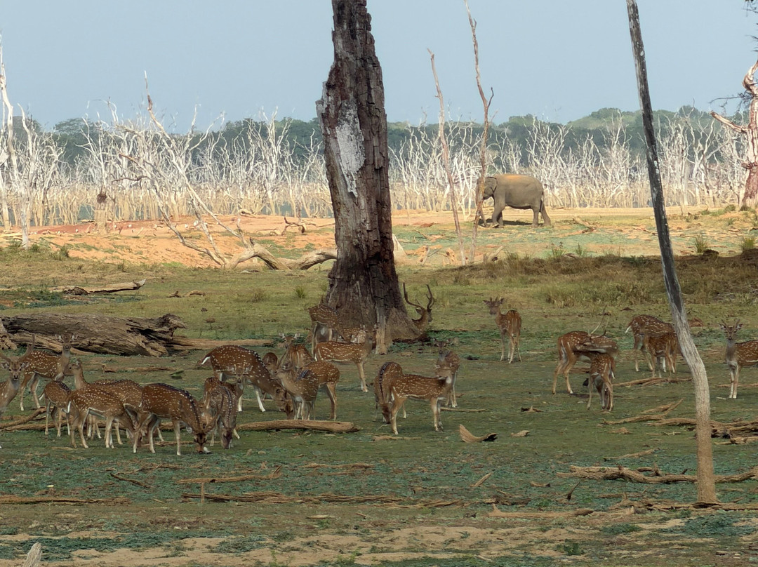 Sudu Yala Tusker Safari-蒂瑟默哈拉默必去景点