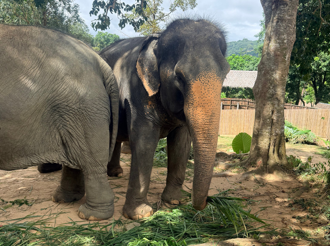 Hidden Forest Elephant Reserve-查龙必去景点