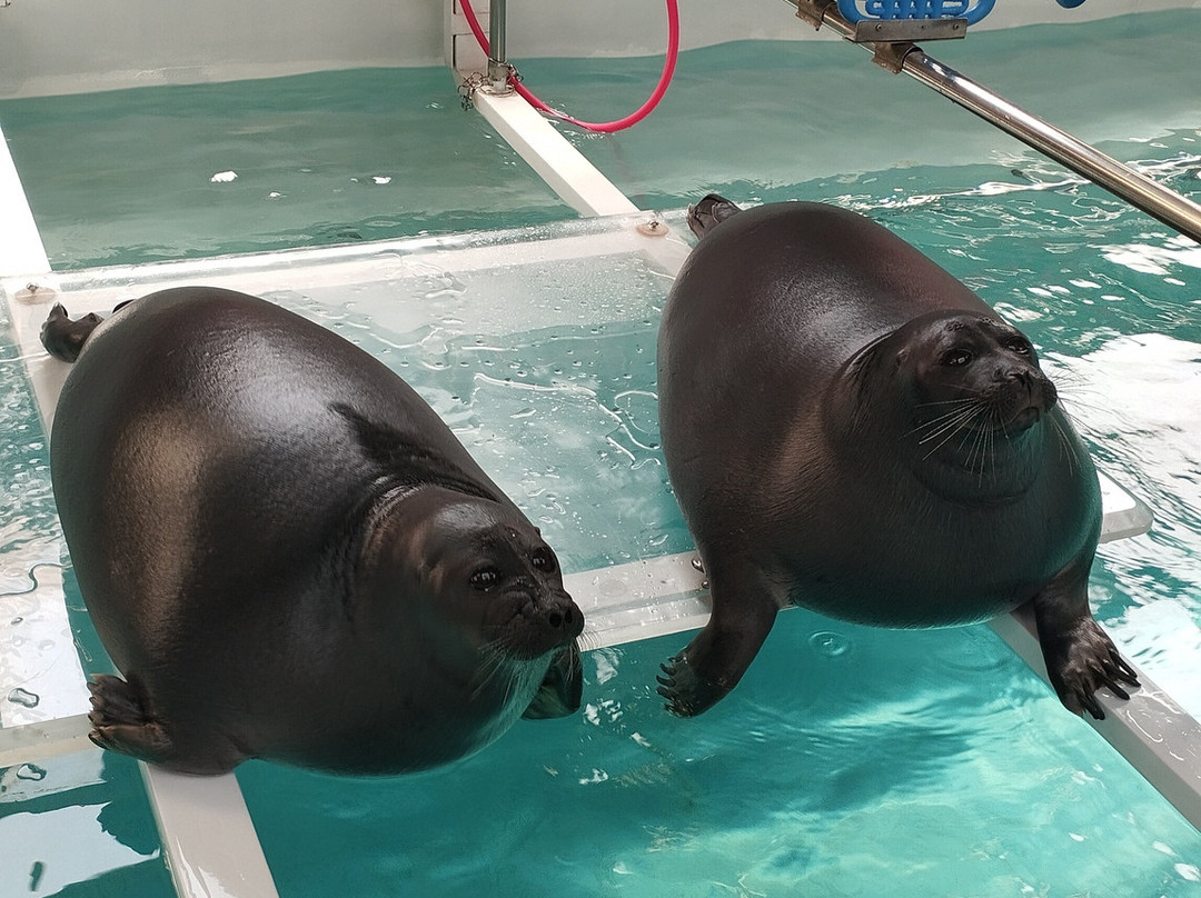 Nerpinary水族馆-利斯特维扬卡必去景点