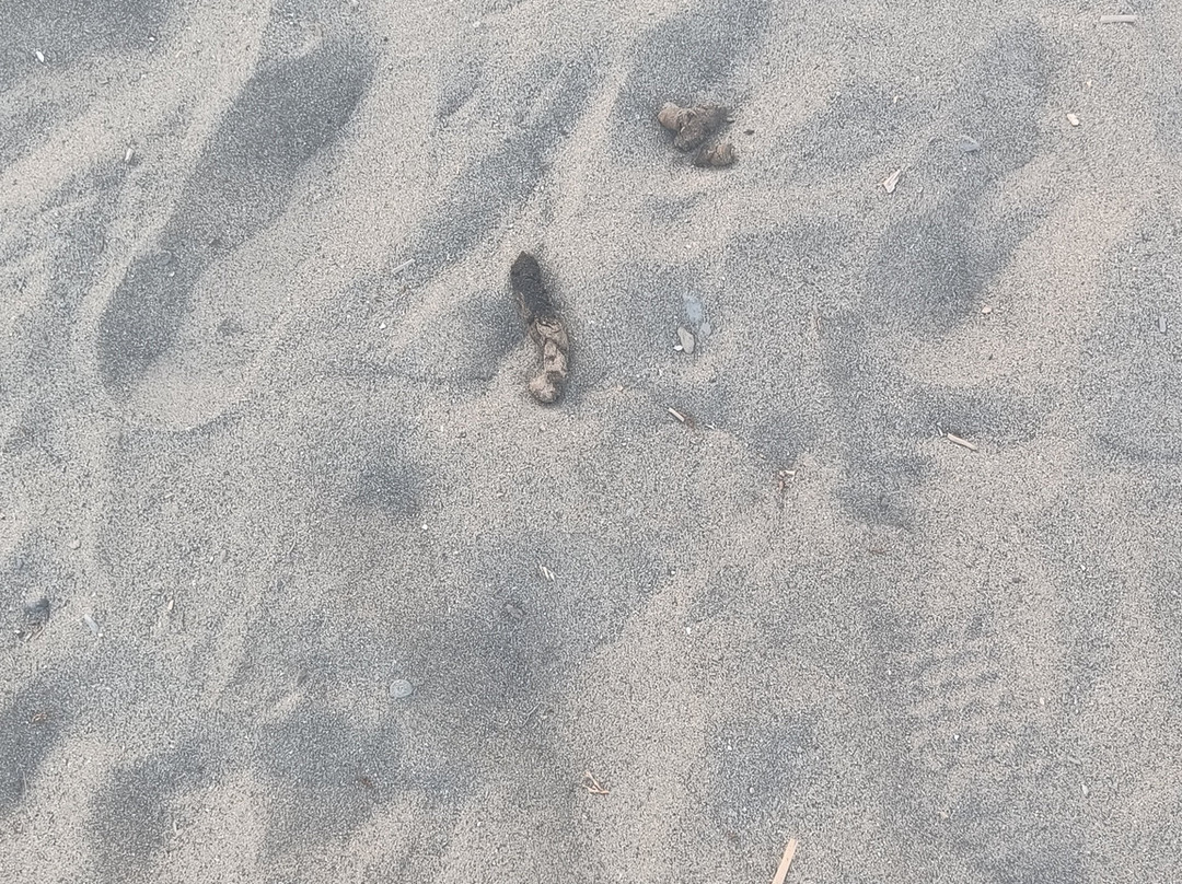 Playa de la Rada-埃斯特波纳必去景点
