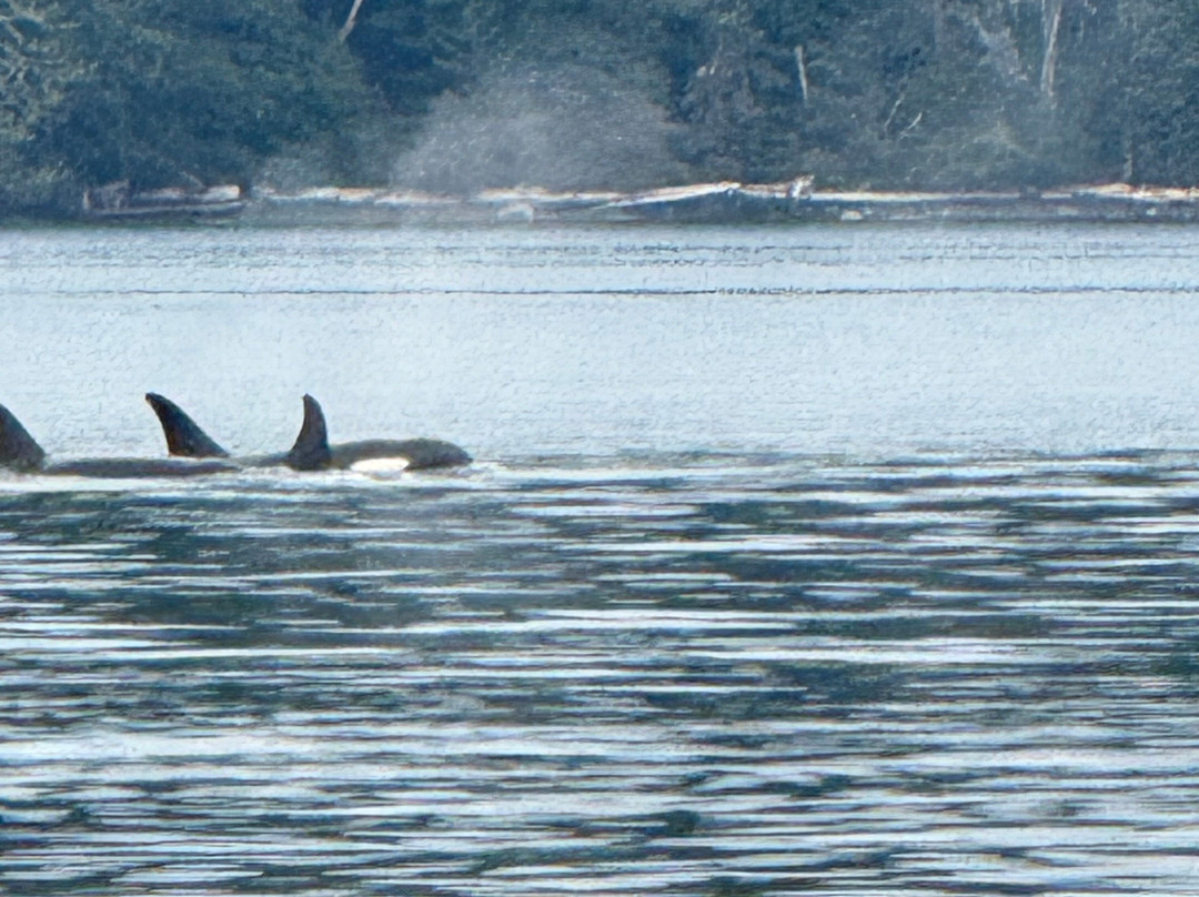 Mackay Whale Watching-Port McNeill必去景点