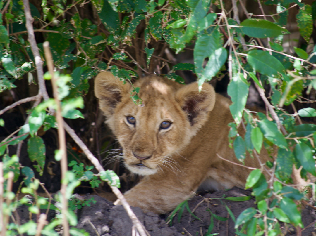 Activentures Africa Safaris-坎帕拉必去景点