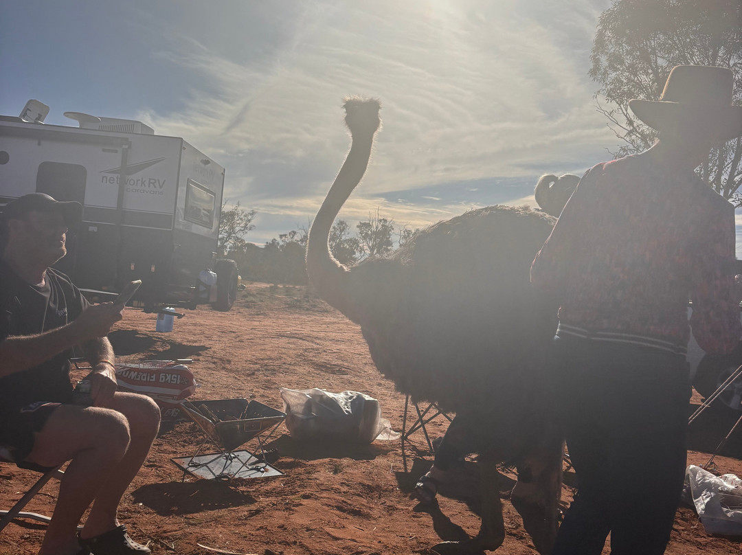 Silverton Outback Camels-Silverton必去景点
