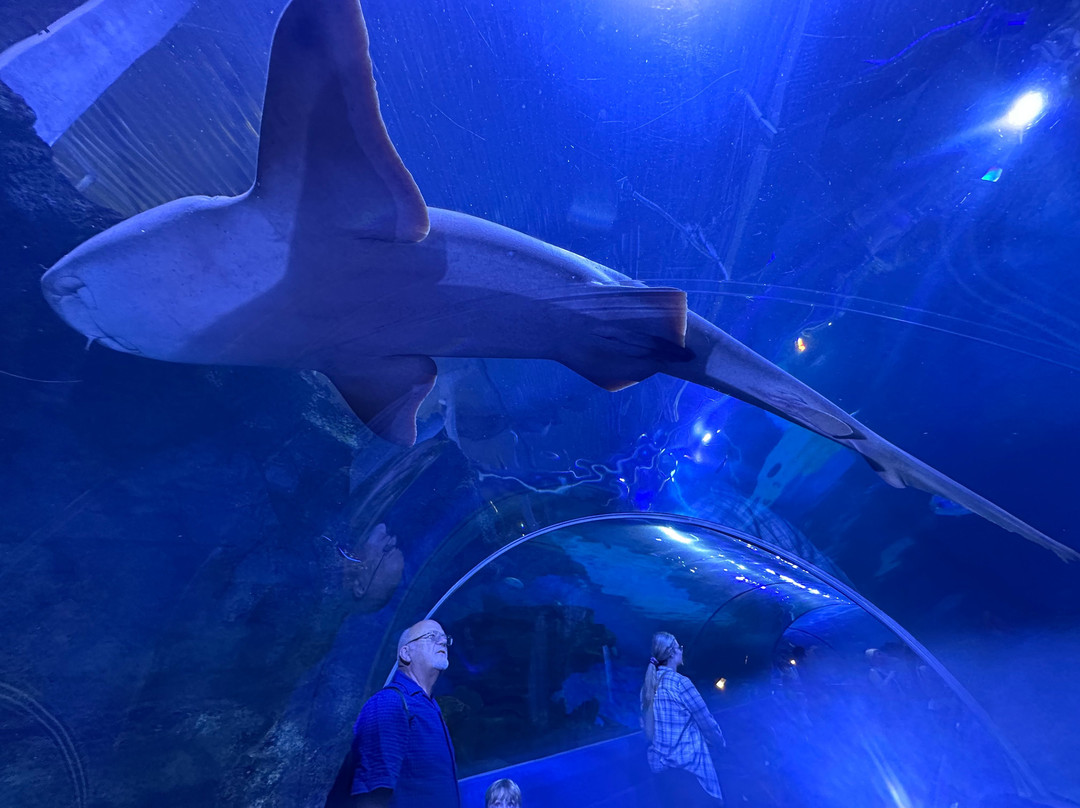 Blue Planet Aquarium-埃尔斯米尔港必去景点