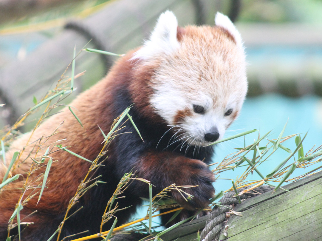 Banham Zoo-Banham必去景点