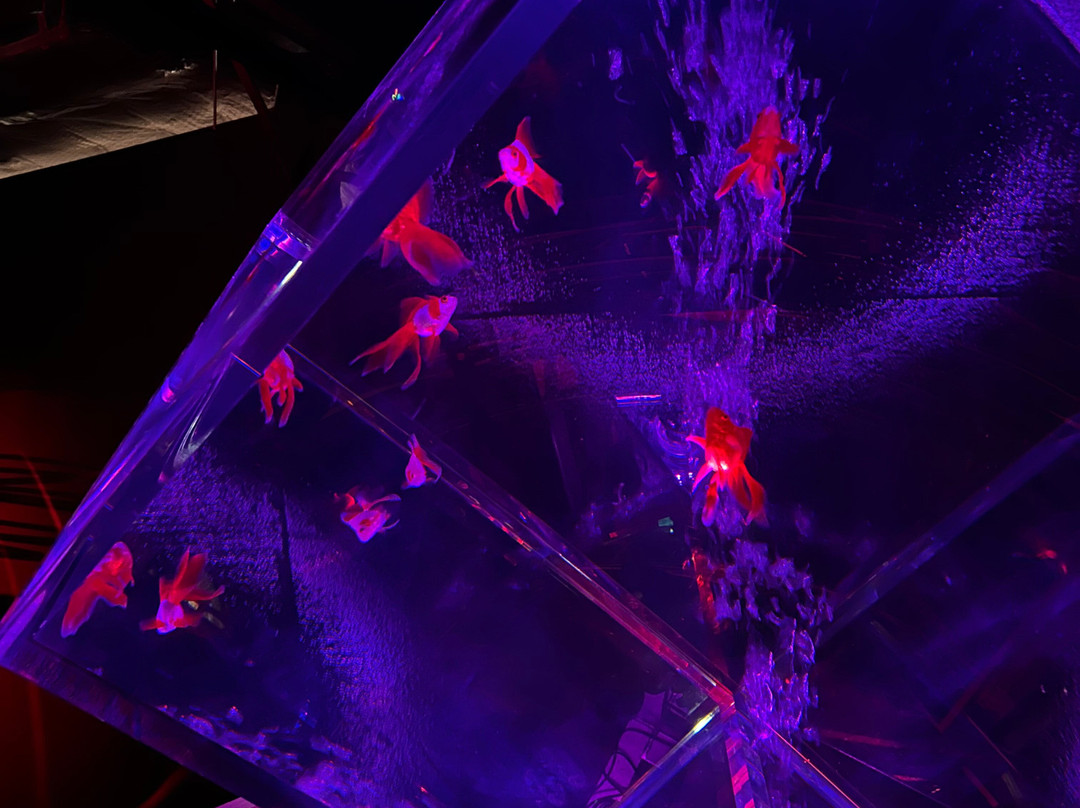 Art Aquarium-Ginza必去景点