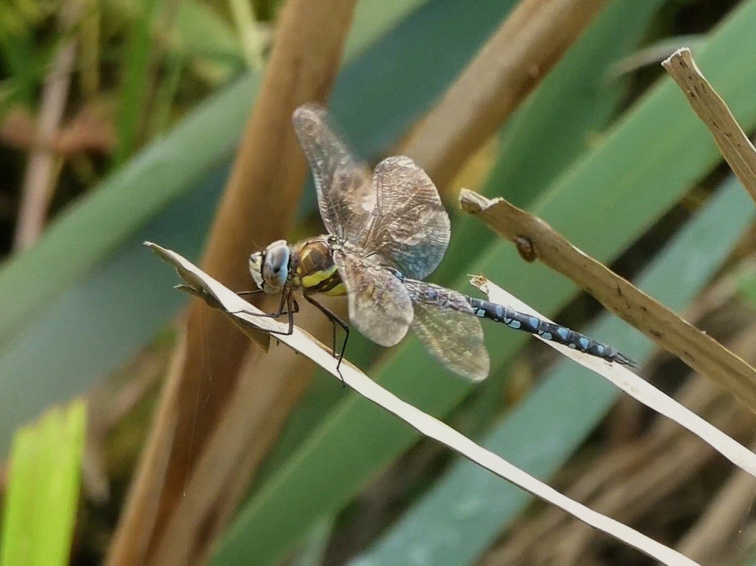 RSPB Leighton Moss Nature Reserve-Silverdale必去景点