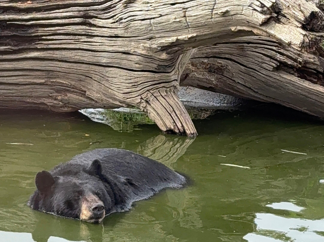 Woburn Safari Park-Woburn必去景点