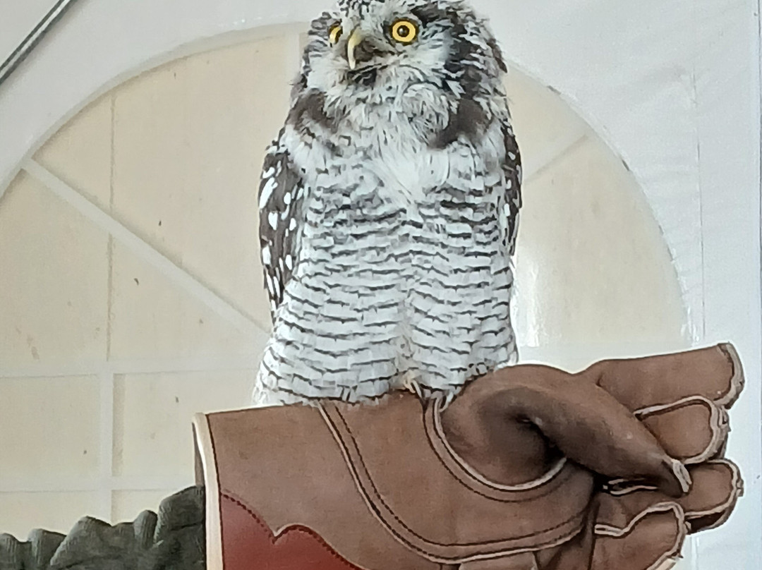 Falconry Experience Wales-Newtown必去景点