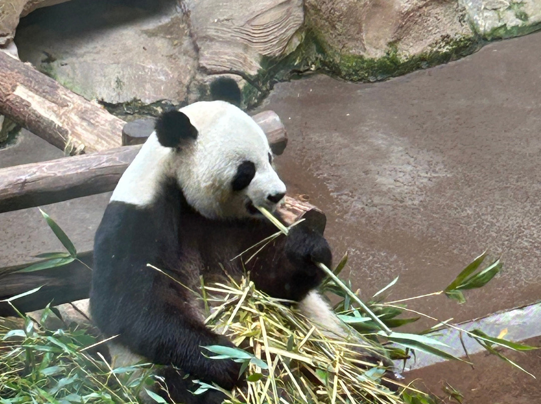 ZooParc de Beauval-圣艾尼昂必去景点