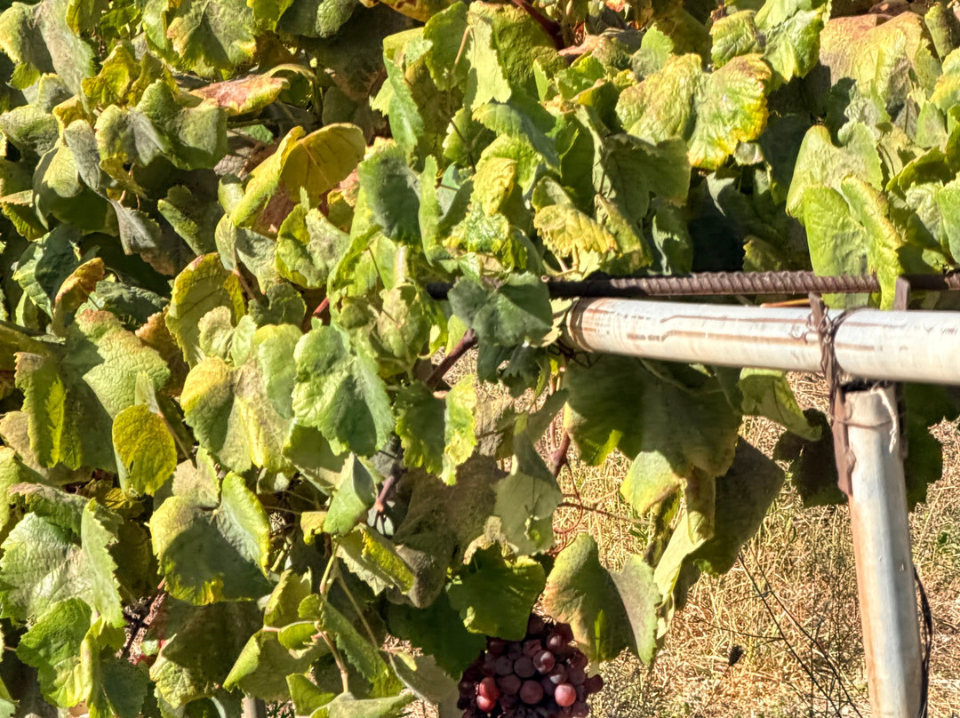 Vakakis Winery-Karlovasi必去景点