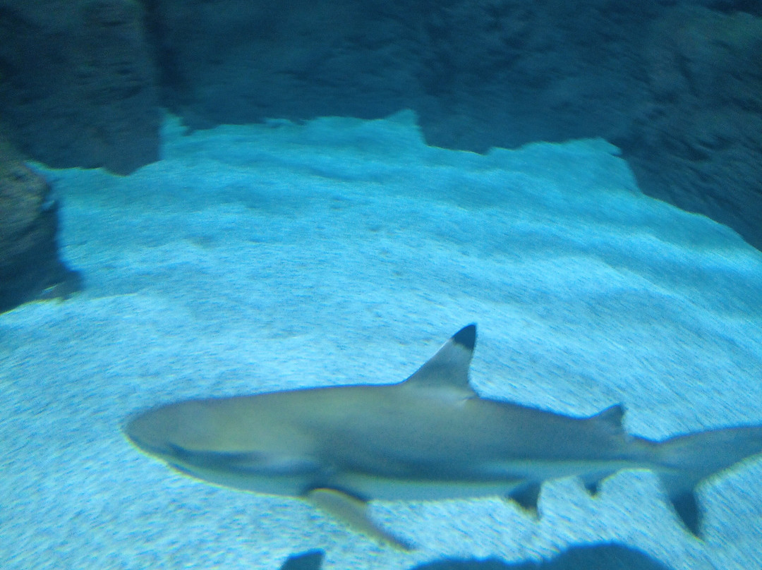 Lanzarote Aquarium-科斯塔特吉塞必去景点