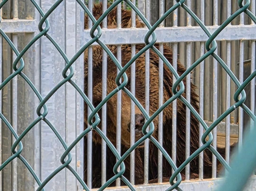 BEAR SANCTUARY Prishtina-普里什蒂纳必去景点