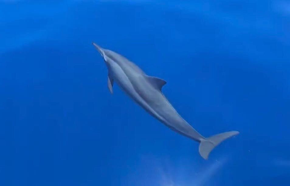 Himmafushi Scuba Adventure-Himmafushi Island必去景点