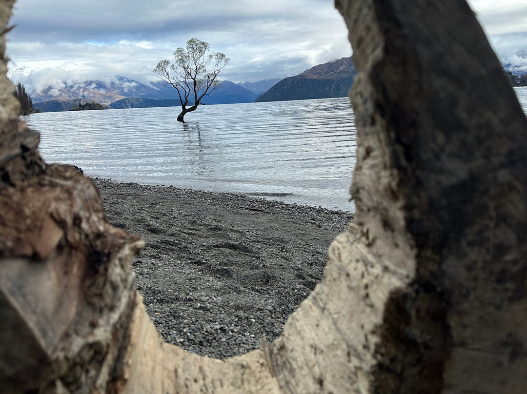 That Wanaka Tree-瓦纳卡必去景点