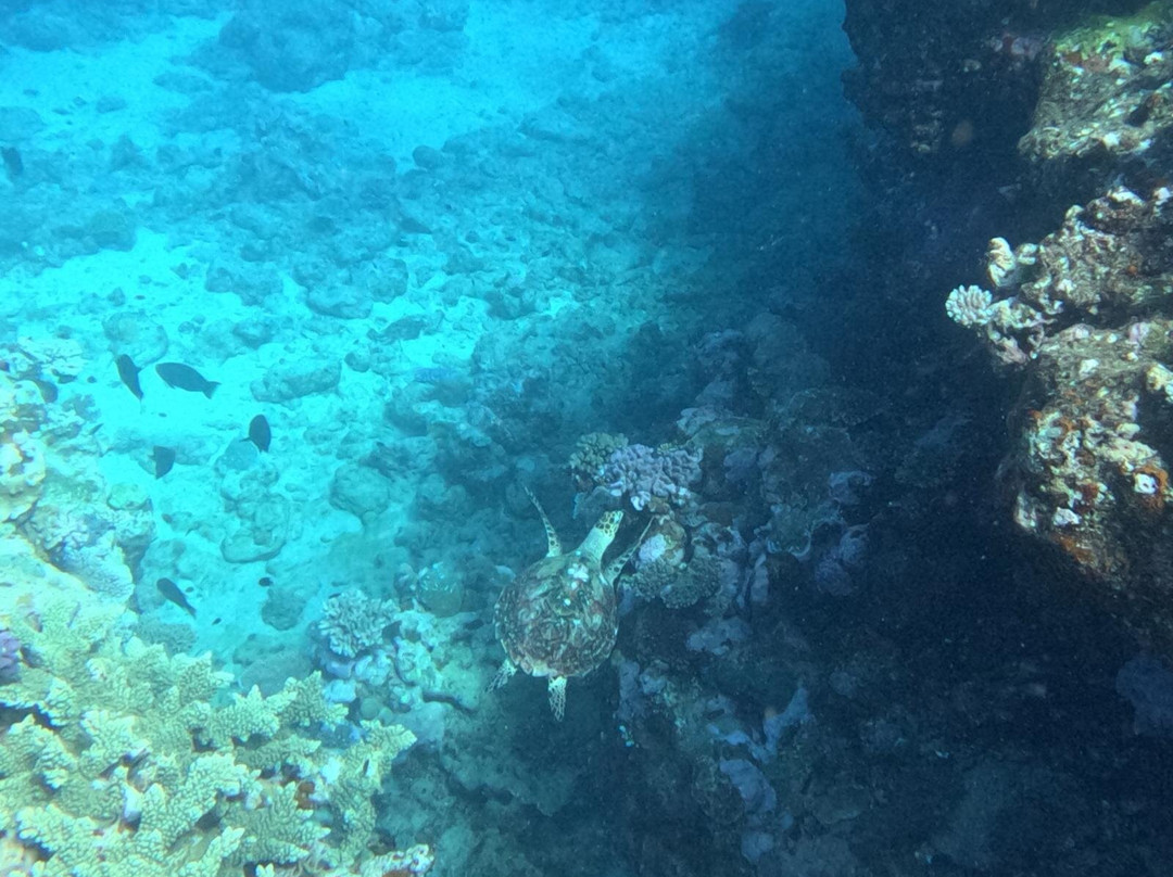Tieti Diving-Poindimie必去景点