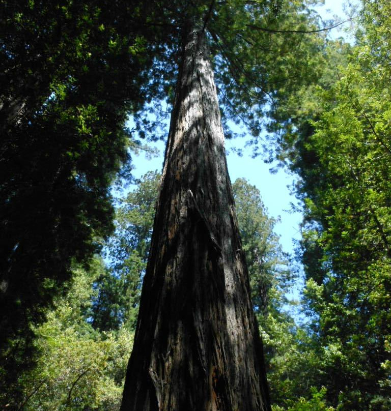 Tall Trees Grove景点图片