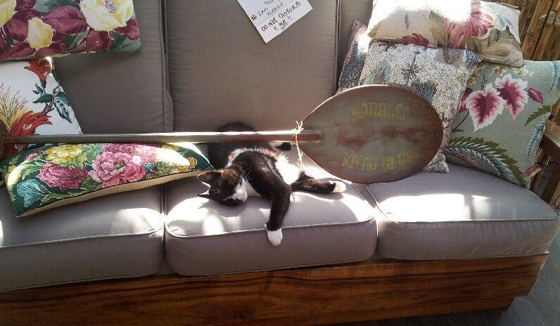 Yellow Fish Trading Company